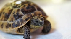 Cât costă broasca testoasă, prețurile în care pot fi cumpărate